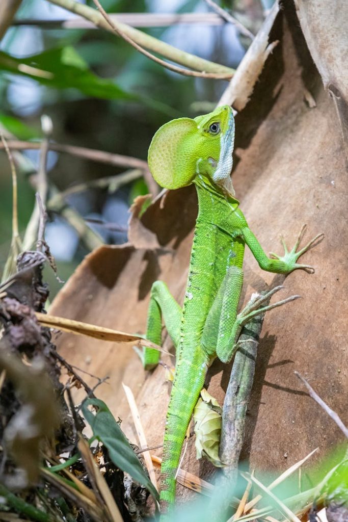 Close-up of an eastern casquehead iguana in TRES RIOS, Colombia forest.