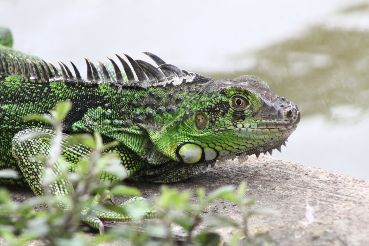 Detailed close-up image of a vibrant green iguana resting outdoors on a sunny day.