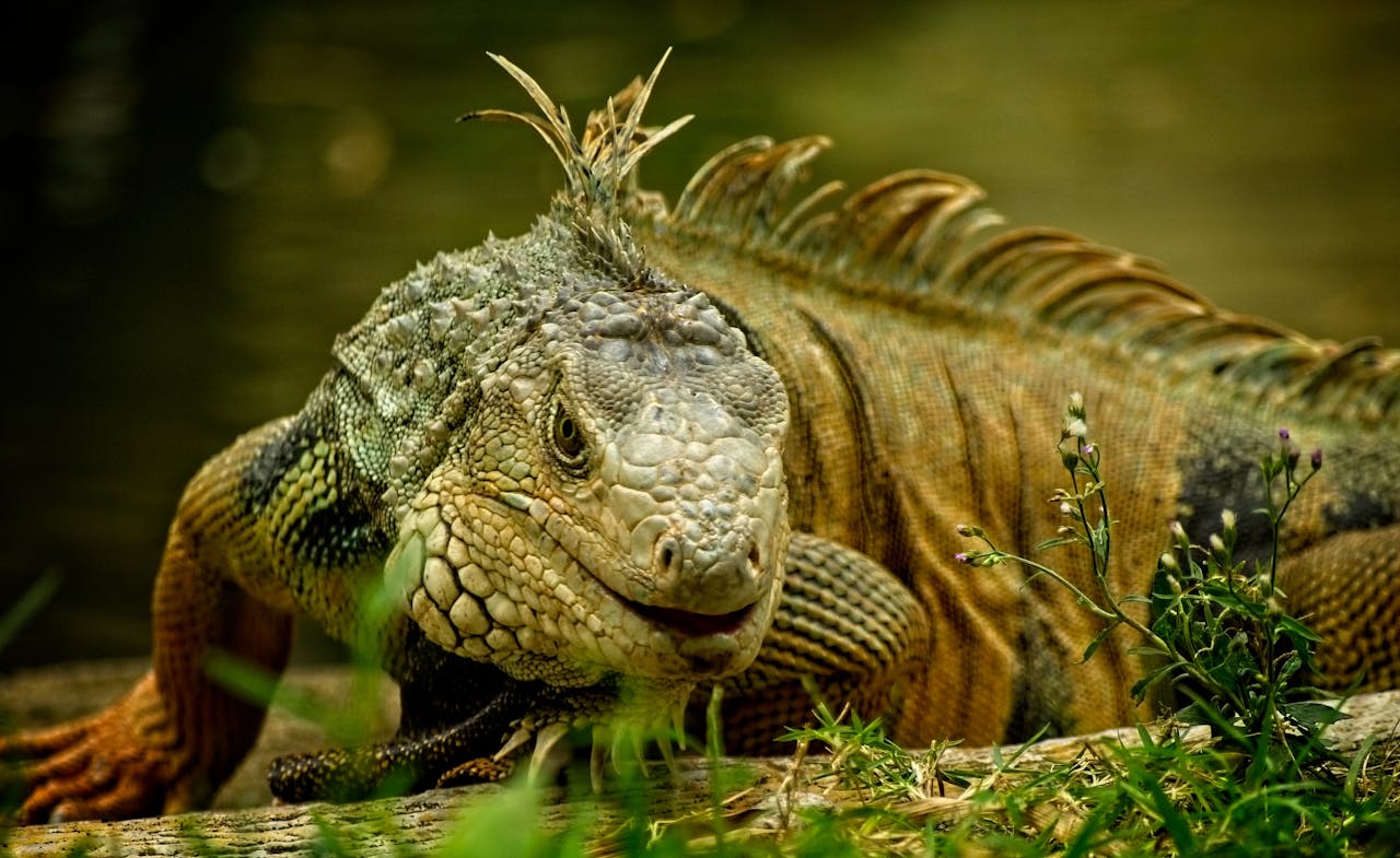 Close-up of a vibrant iguana basking outdoors, showcasing detailed scales and spikes.