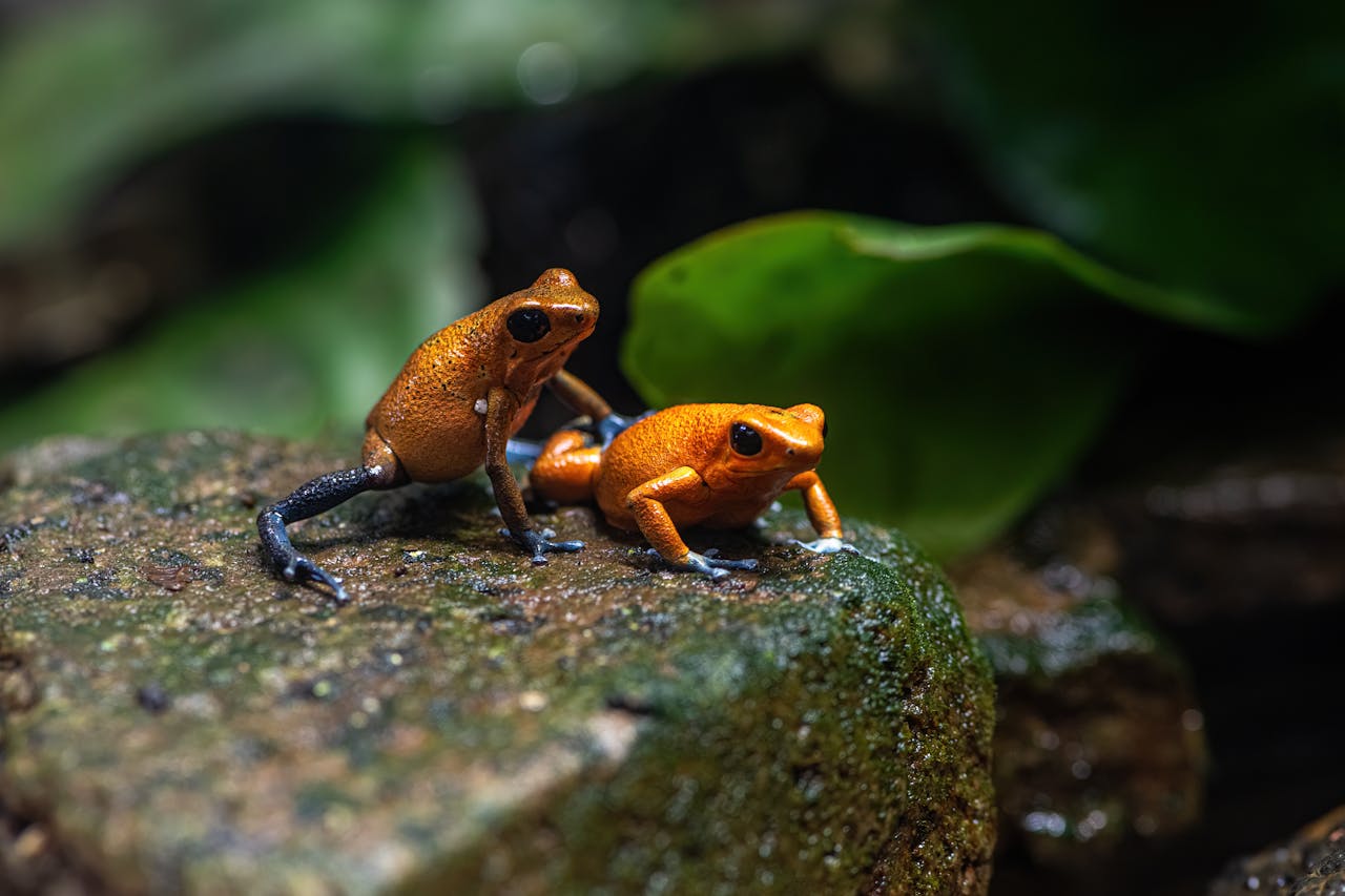 Two vibrant orange poison dart frogs perched on mossy rocks in a tropical setting.