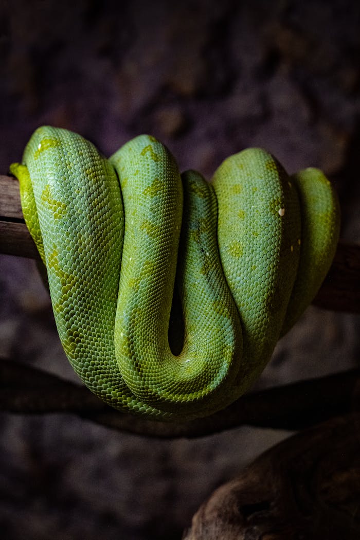 about-us-01 Vibrant emerald tree boa coiled on a branch, showcasing its neon green scales.