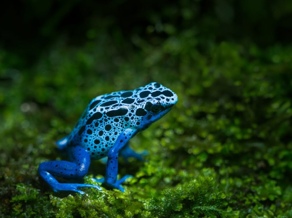 Vibrant blue poison dart frog sitting on moss, showcasing its striking coloration in a natural setting.