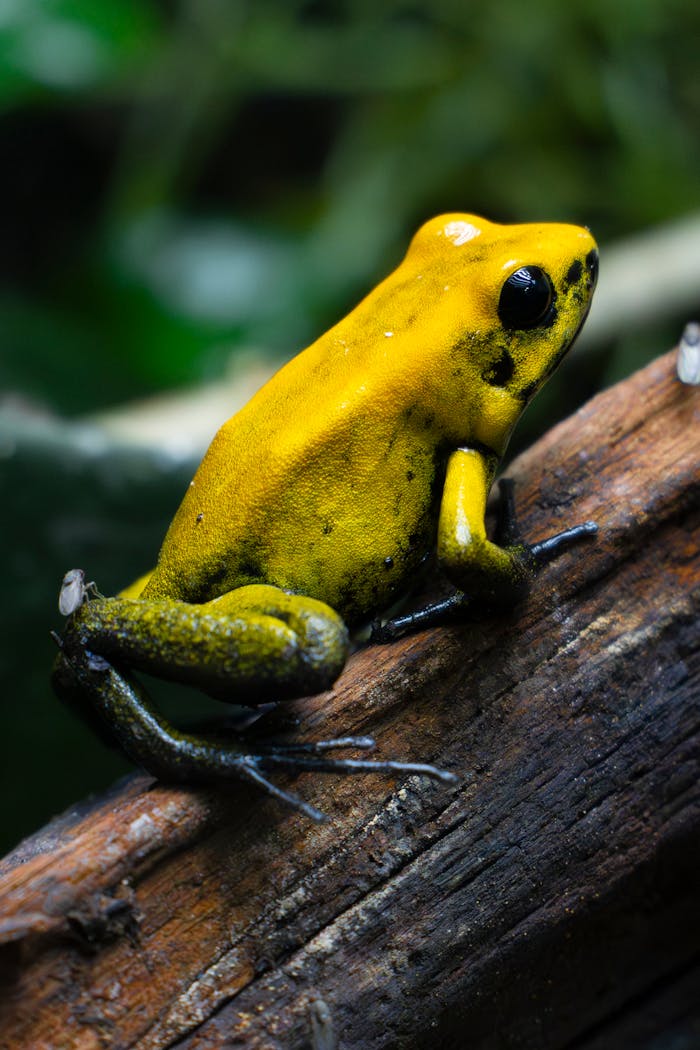 A striking yellow poison dart frog perched on a log in a lush rainforest setting.