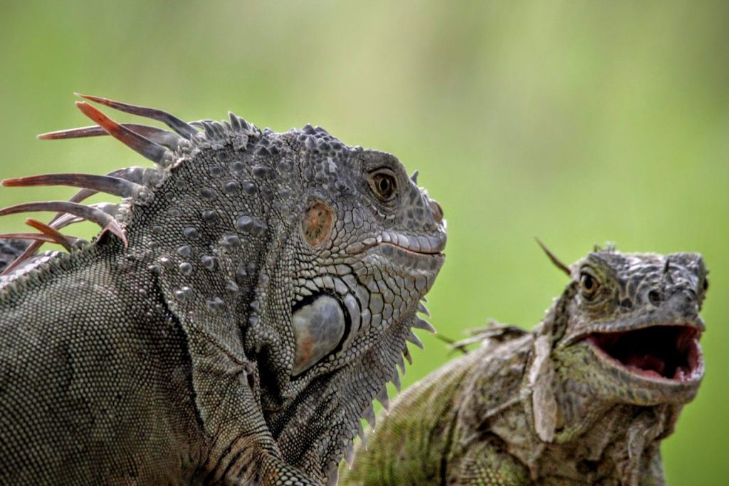 Detailed close-up photo of green iguanas showcasing their unique textures and colors in a natural setting.