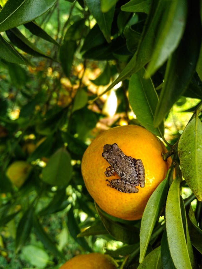 Close-up of a frog perched on an orange fruit amidst lush green leaves, captured outdoors in natural light.
